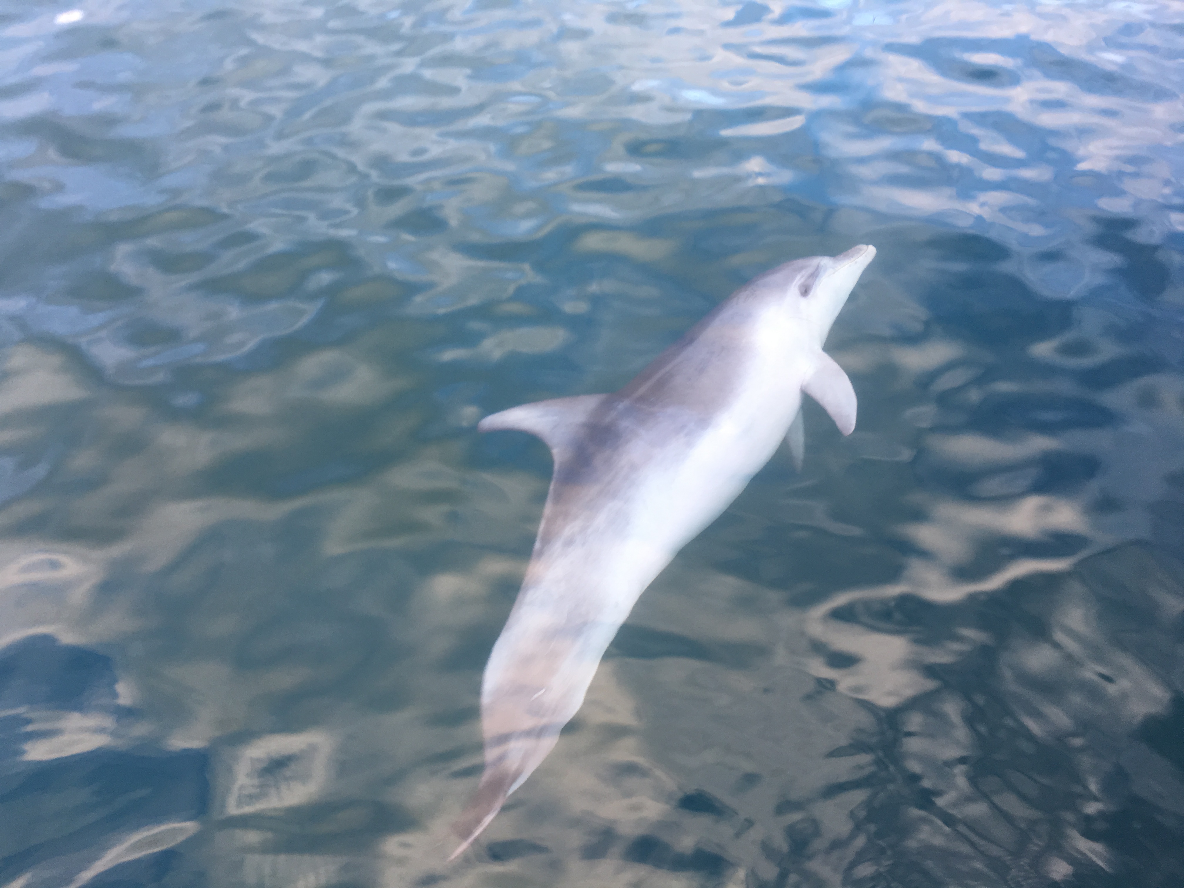 Un dauphin en escale au port